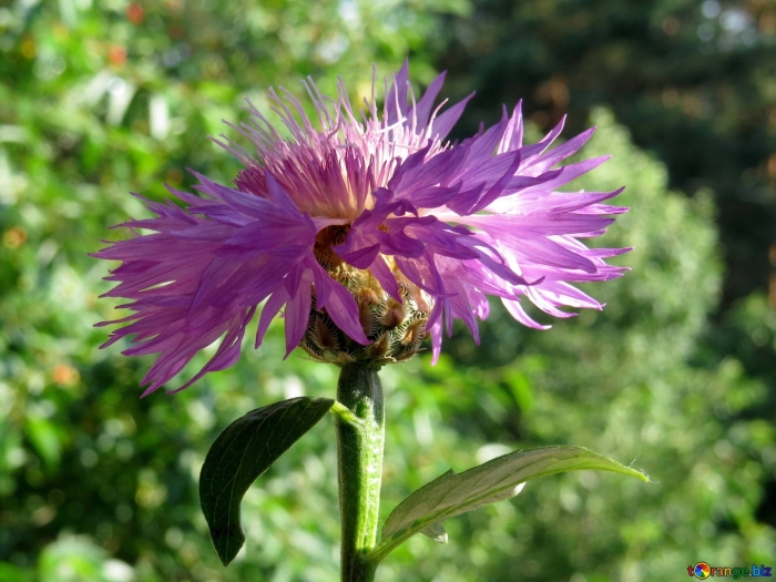 Василёк дубя́нского