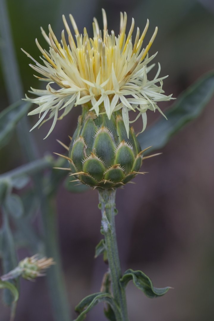 Centaurea salonitana