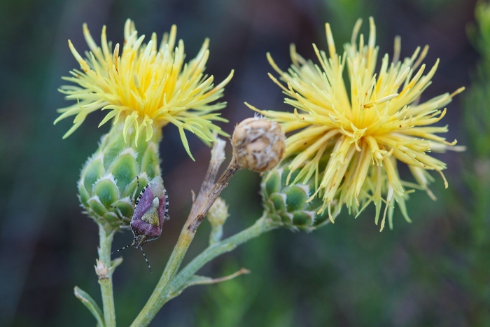 Centaurea melitensis