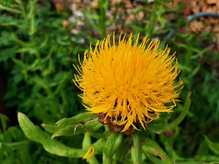 Grossheimia macrocephala