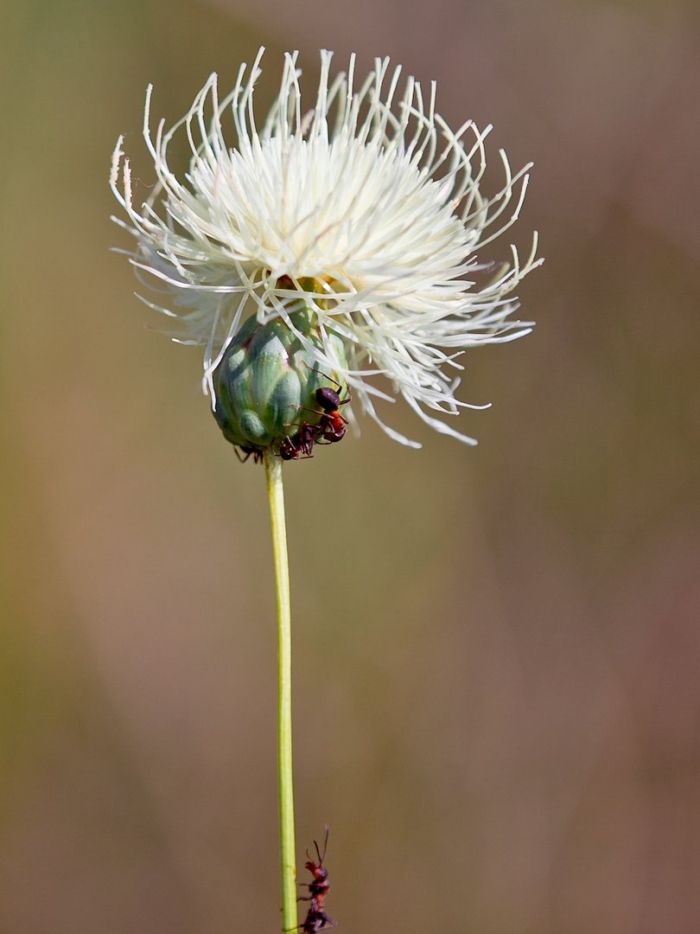 Василек талиева - centaurea taliewii