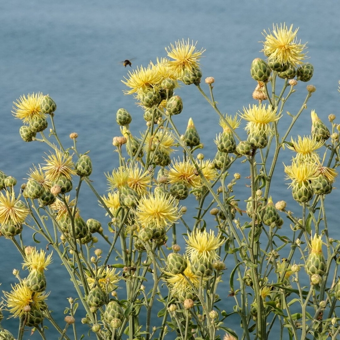 Василек крупноголовый желтый