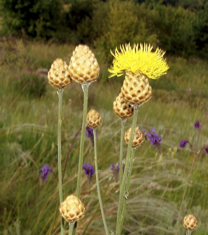Василек талиева
