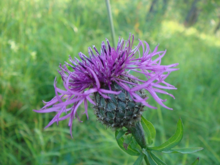 Василёк луговой centaurea jacea