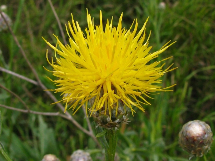 Василек талиева