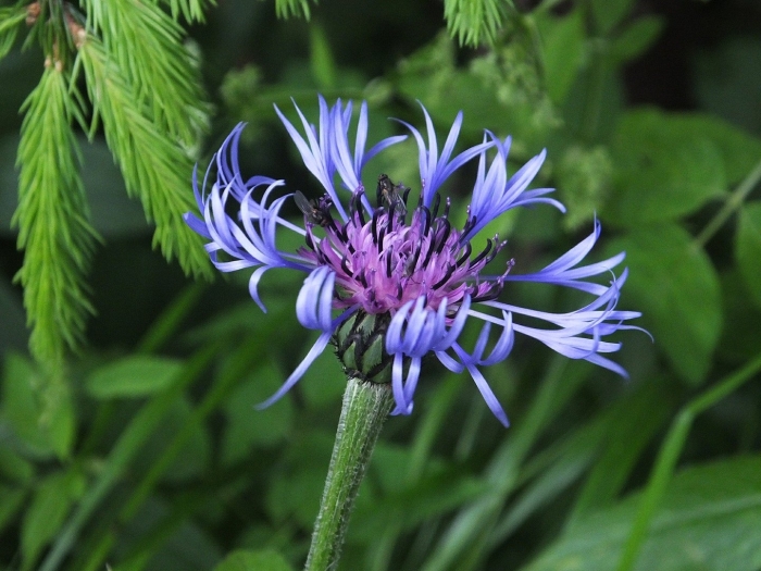 Василек centaurea montana