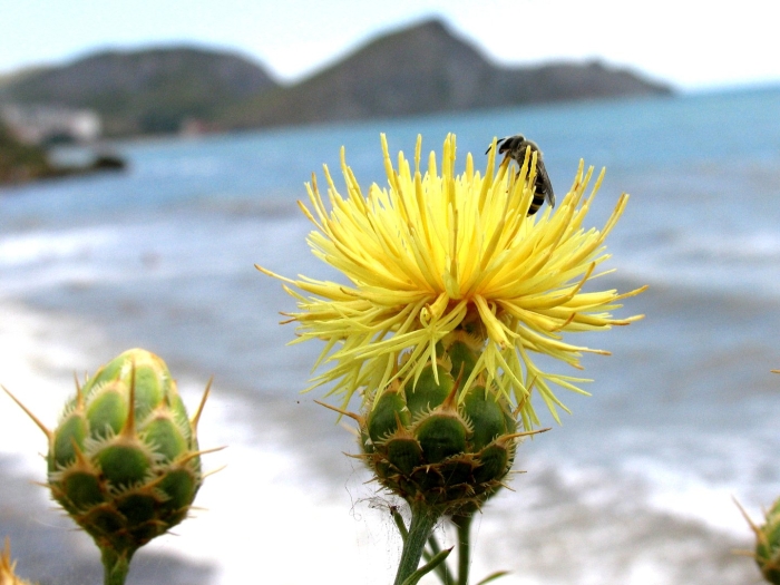 Centaurea imperialis yellow