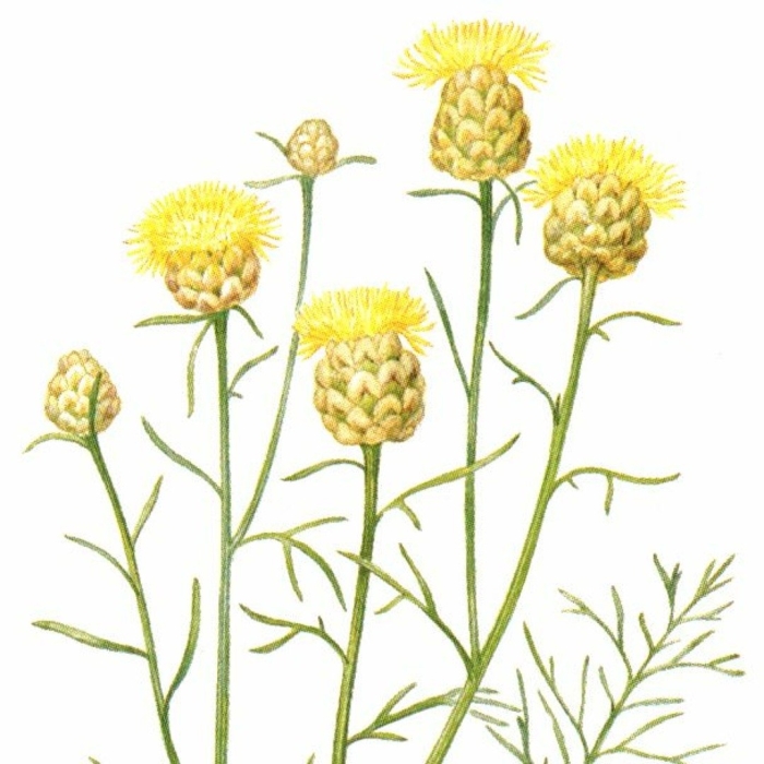 Василек дубянского