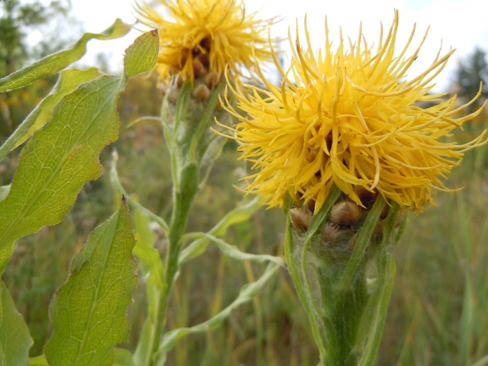 Centaurea macrocephala