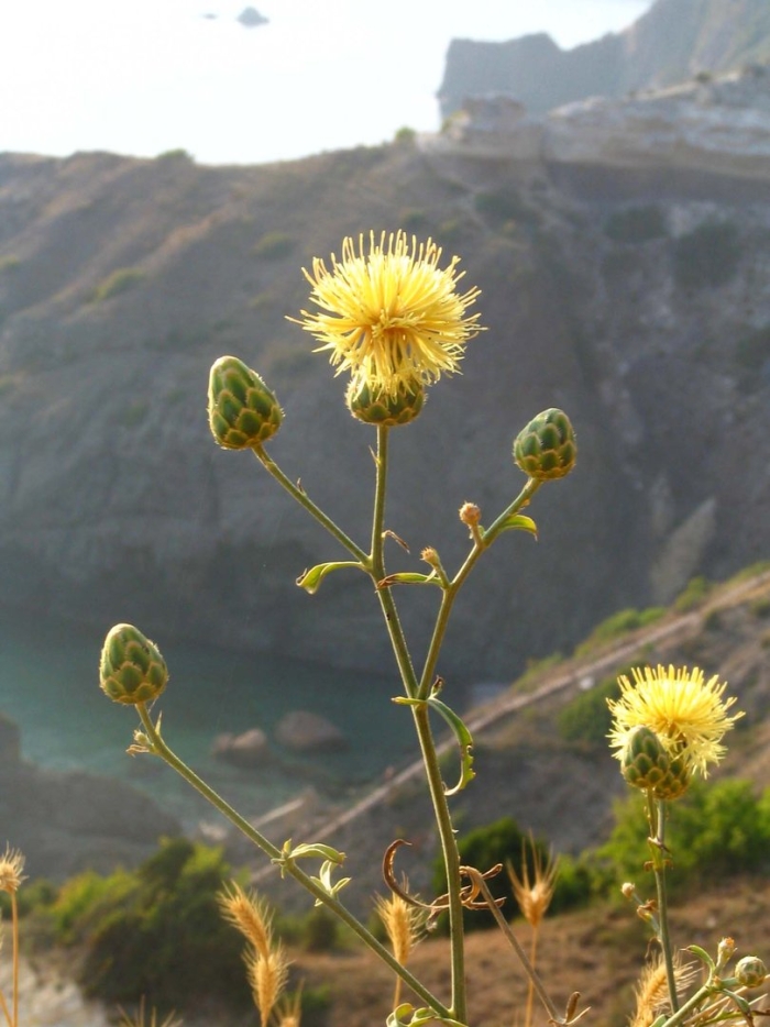 Василек русский