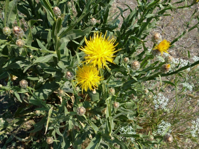 Василек желтый