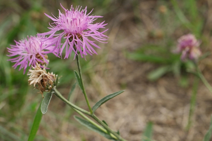 Centaurea jacea