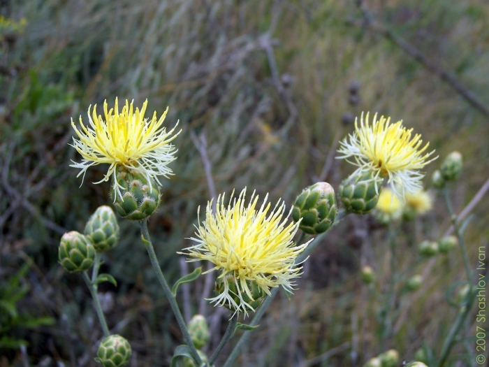 Centaurea salonitana