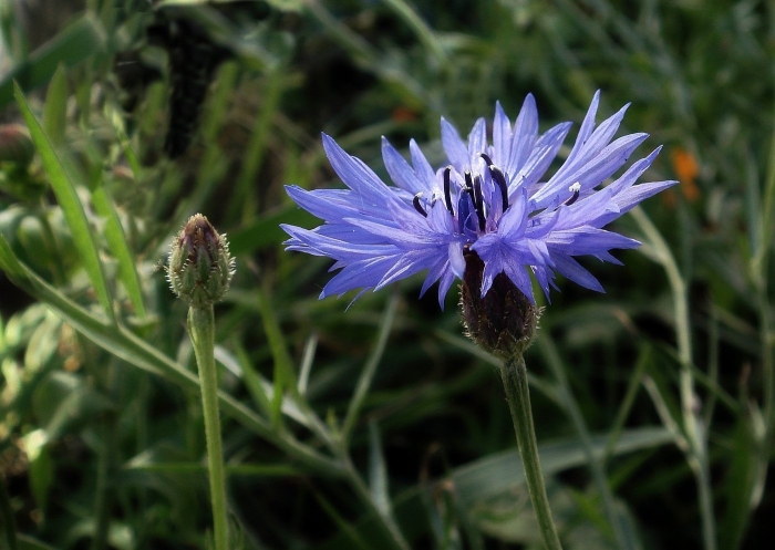 Василёк донской