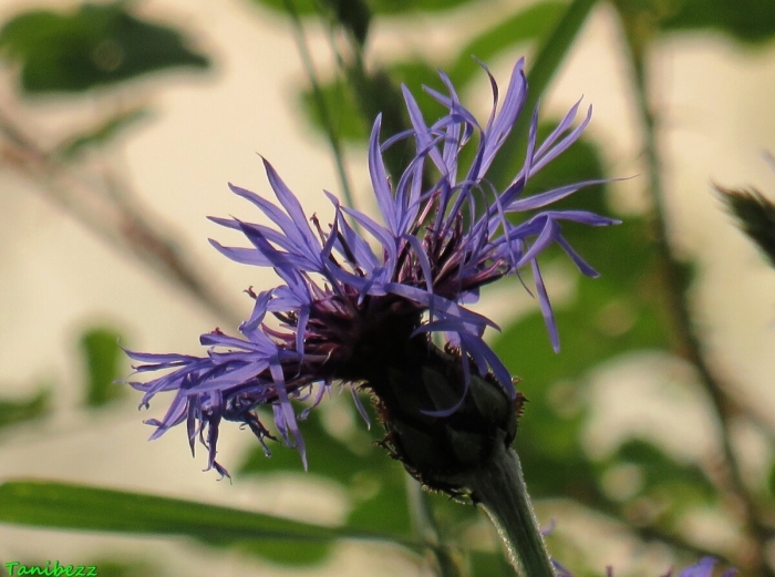 Василёк донской (centaurea tanaitica klok.)
