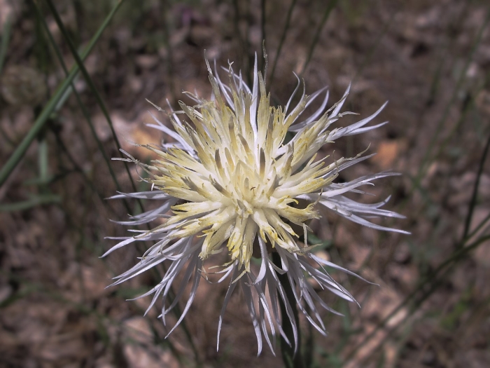 Centaurea virgata