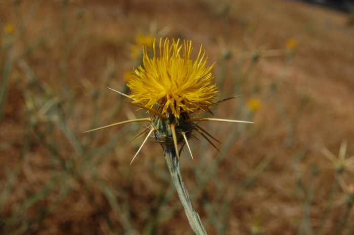 Yellow star thistle