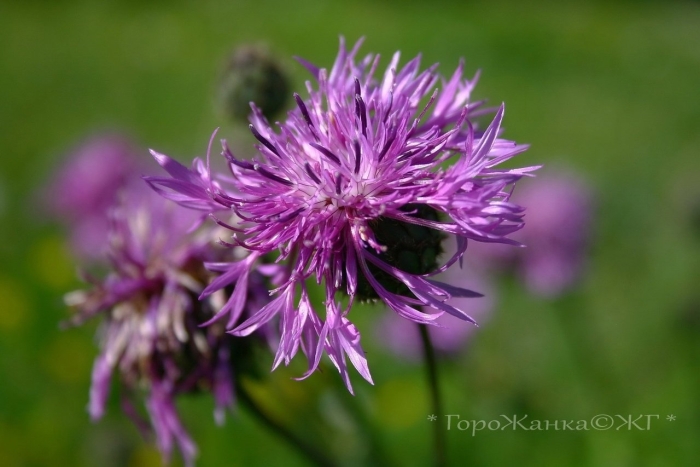 Луговой василек