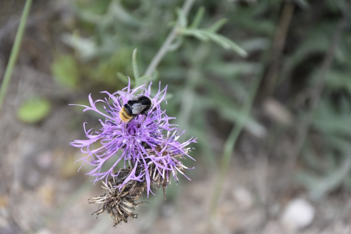 Bombus lapidarius (red-tailed bumblebee)