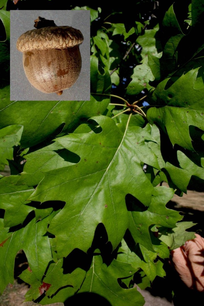 Quercus macrocarpa