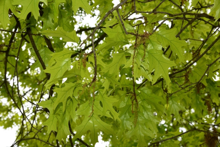 Дуб шарлаховый