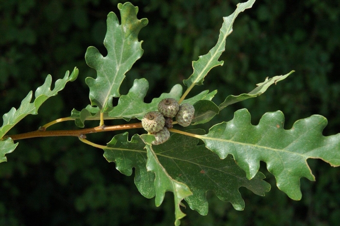 Дуб пушистый  (quercus pubescens willd