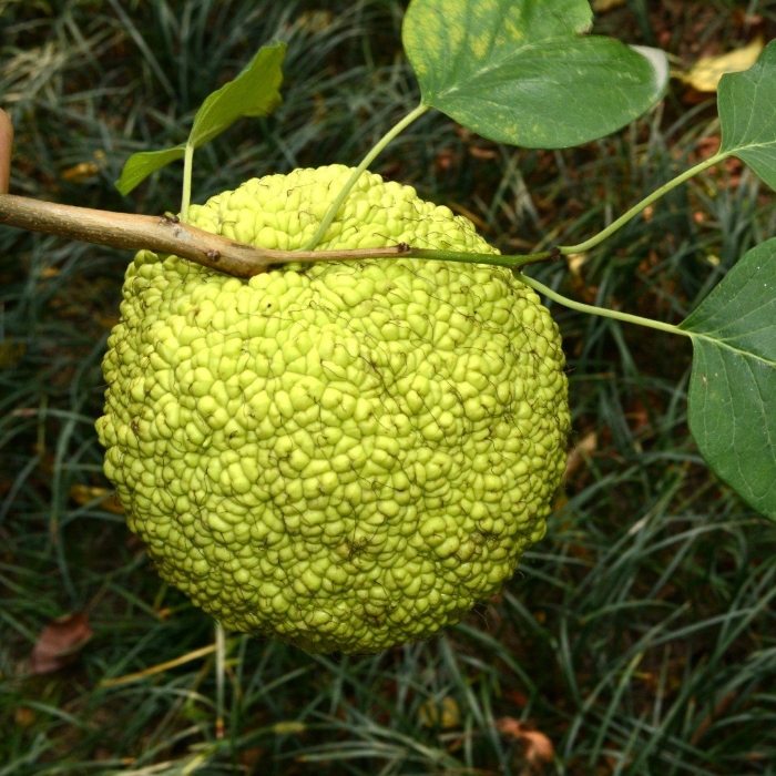 Райский плод маклюра