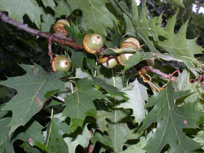 Quercus rubra ареал