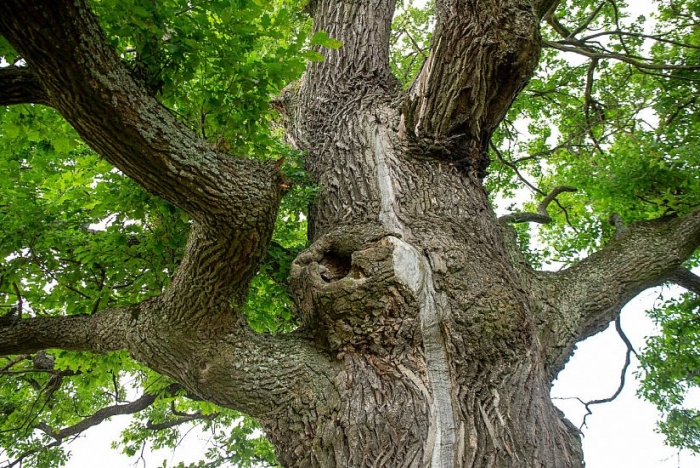 Вешенский дуб