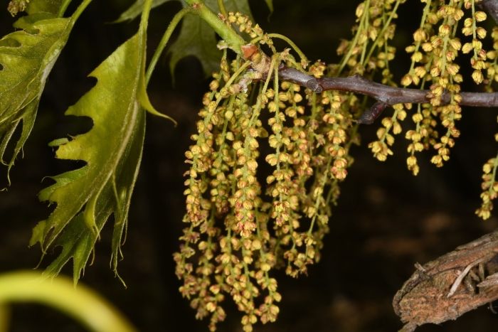 Дуб quercus rubra
