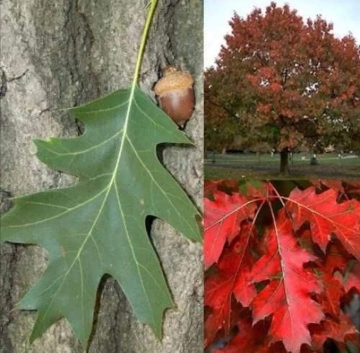 Канадский остролистный дуб