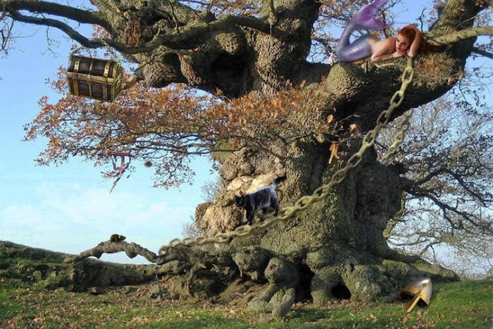 Дуб лукоморье