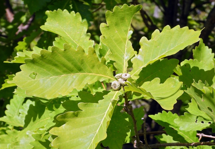 Дуб монгольский