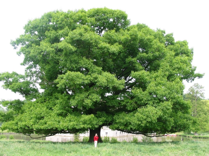 Quercus rubra (дуб красный) 'aurea'