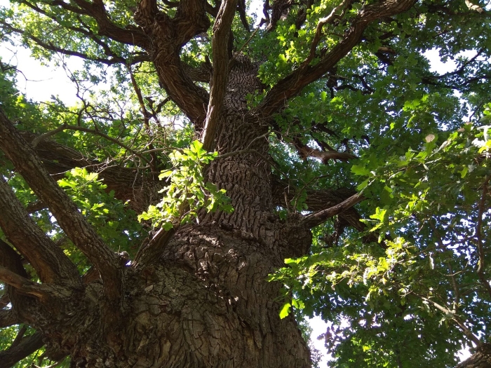 Дуб черешчатый