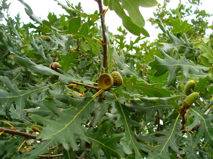 Дуб клёнолистный (quercus acerifolia)