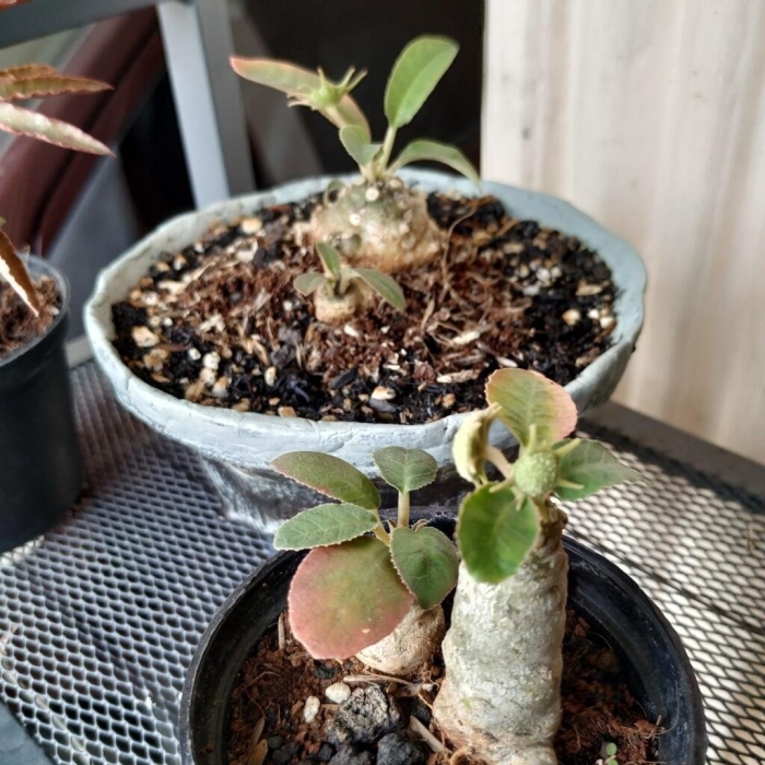 Адениум в домашних условиях