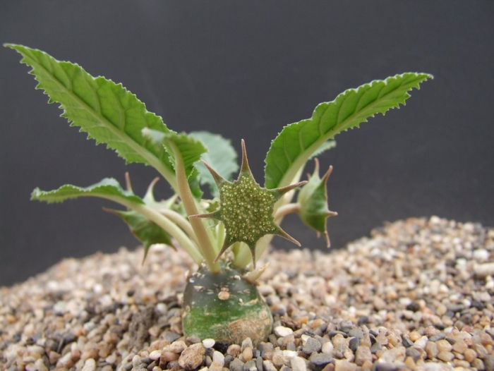 Дорстения фоэтида