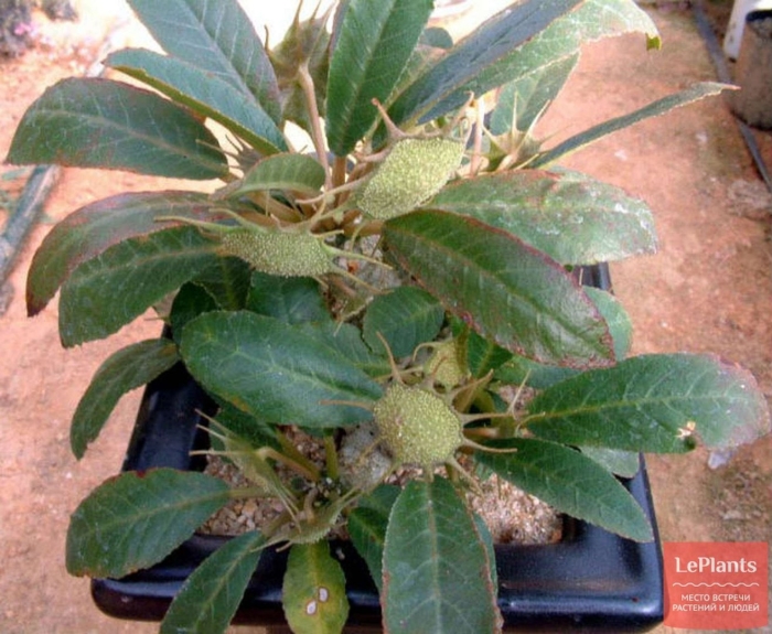 Дорстения фоетида