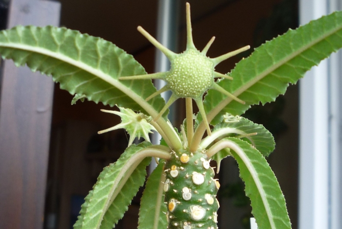 Dorstenia foetida
