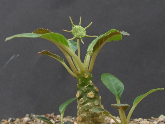 Dorstenia gigas