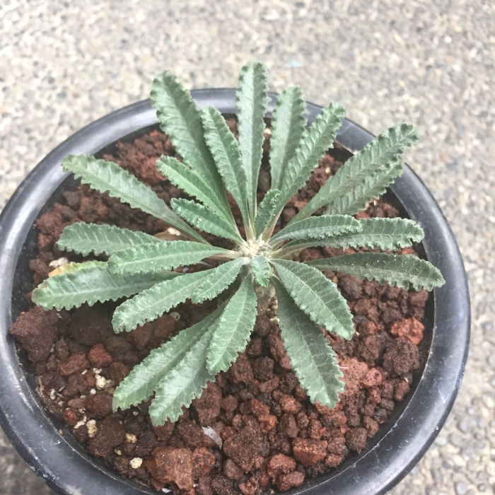 Euphorbia venefica
