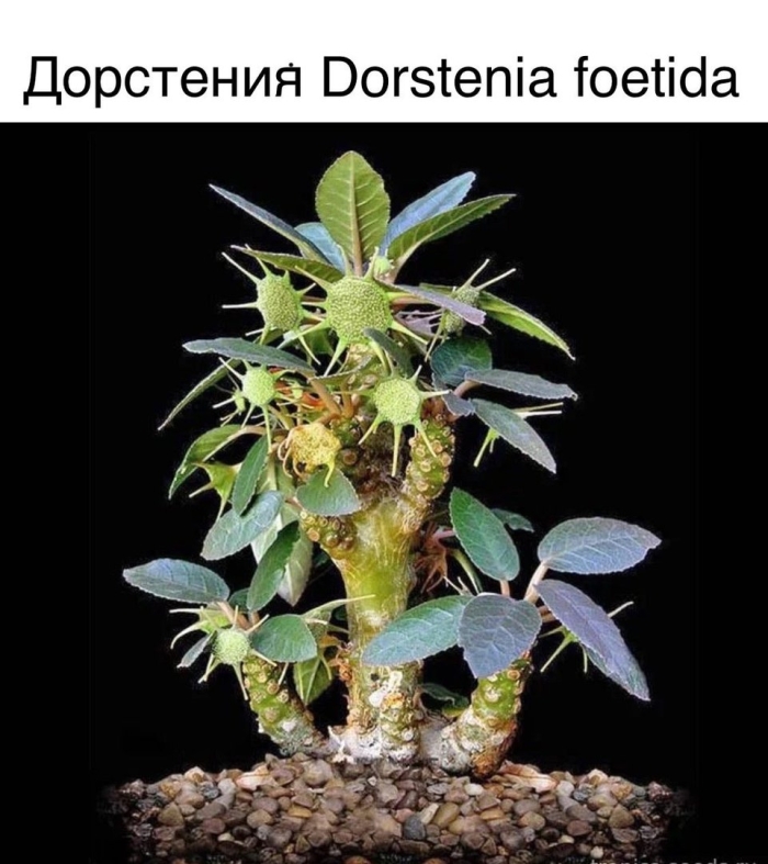 Дорстения хорвуда