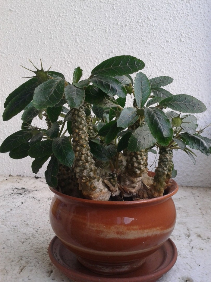 Dorstenia bahiensis