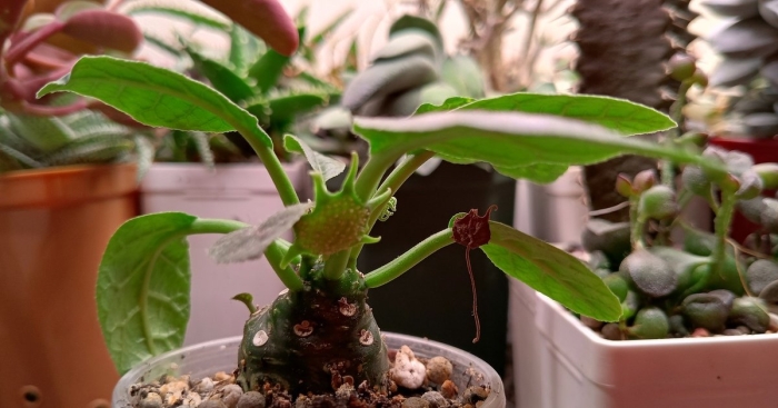 Дорстения фоэтида