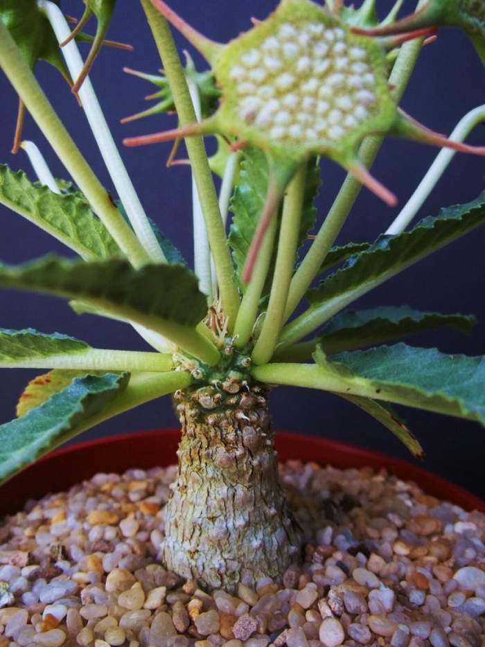 Dorstenia benguellensis
