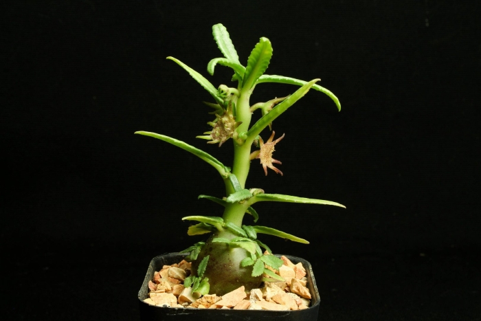 Дорстения хильдебрандта