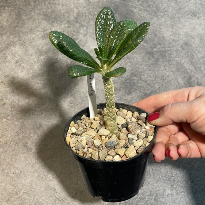 Каудексные растения