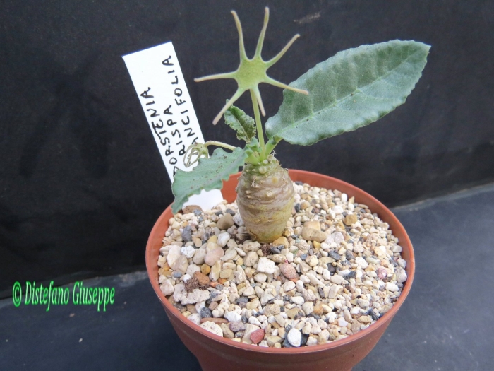 Дорстения криспа