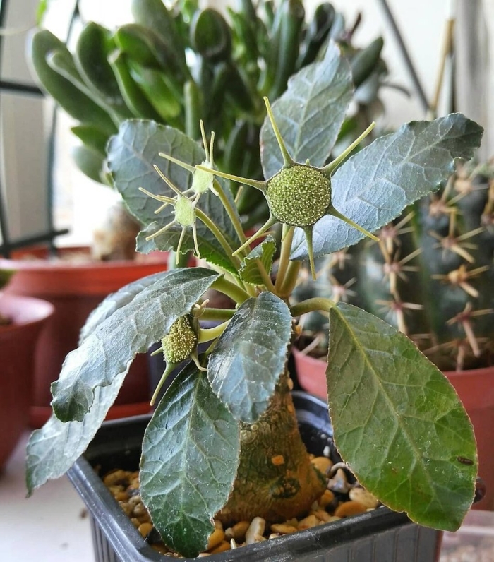 Дорстения хильдебрандта